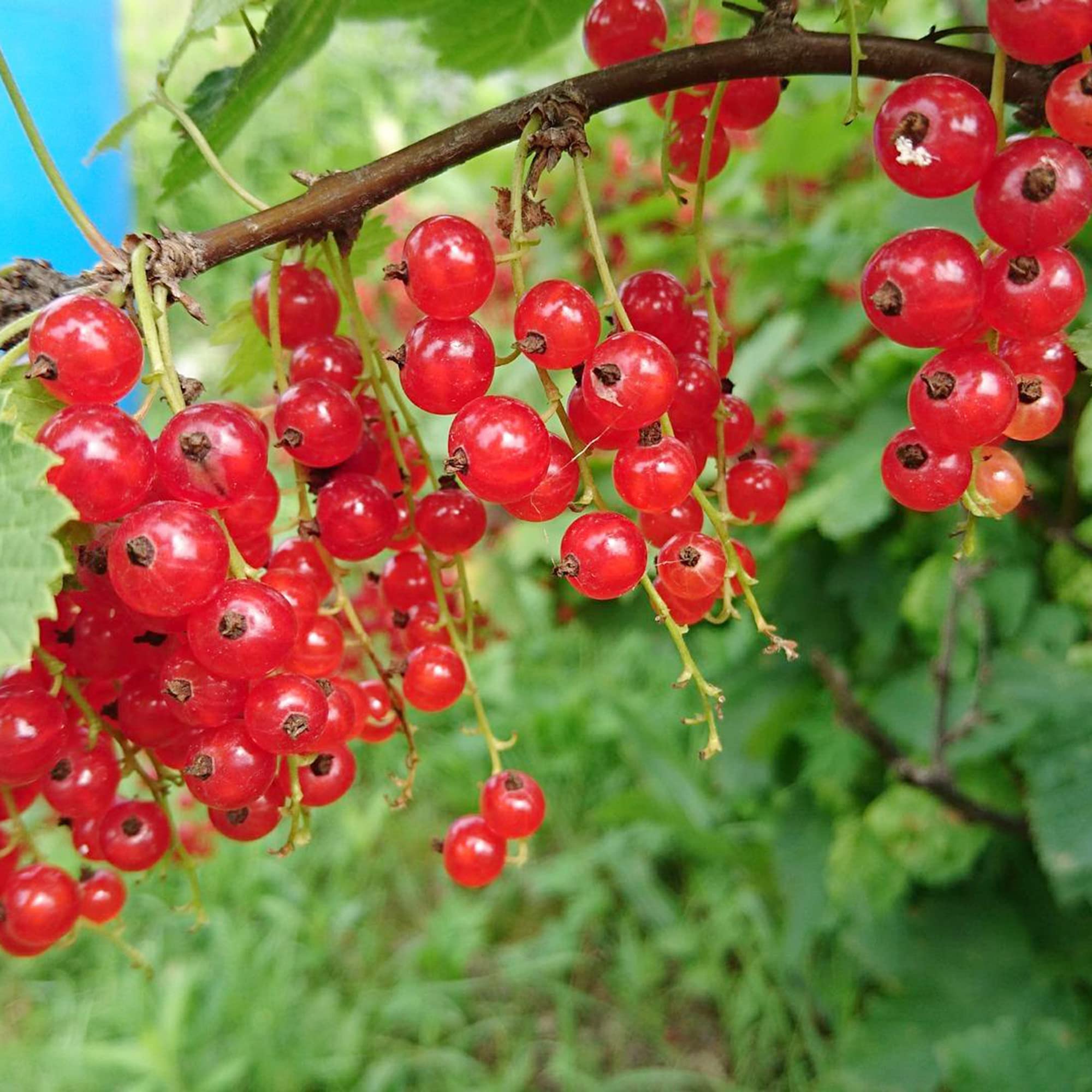 Amazon.com: QAUZUY GARDEN Semillas de grosella roja occidental, 20